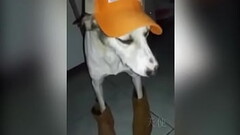 Cachorro baianor Thumb